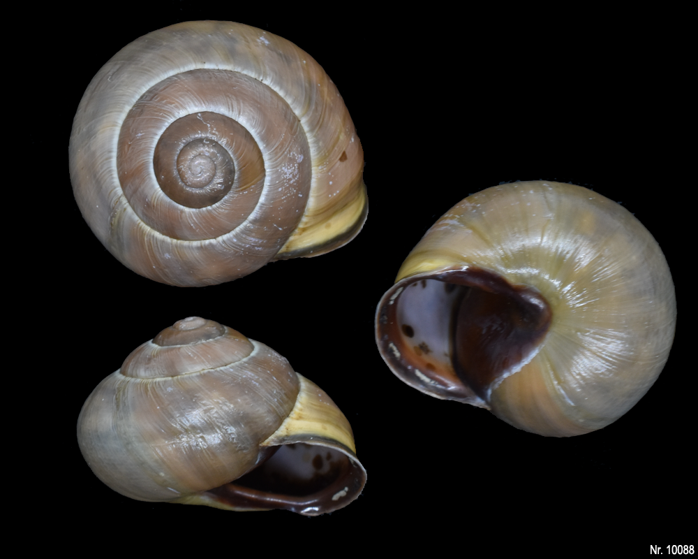 Cepaea nemoralis