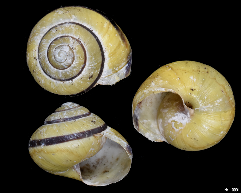 Cepaea nemoralis