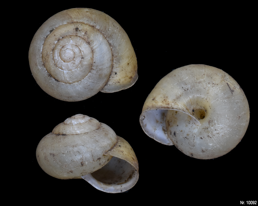 Cepaea nemoralis