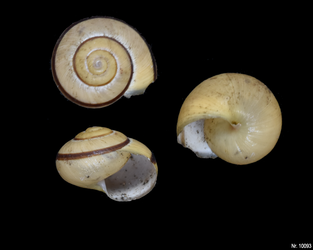 Cepaea nemoralis