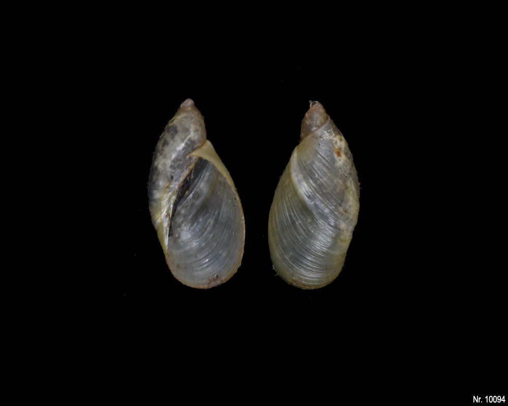 Oxyloma elegans