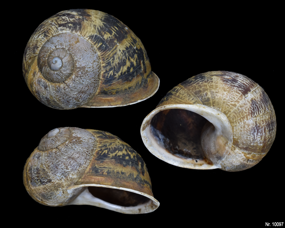 Cornu aspersum