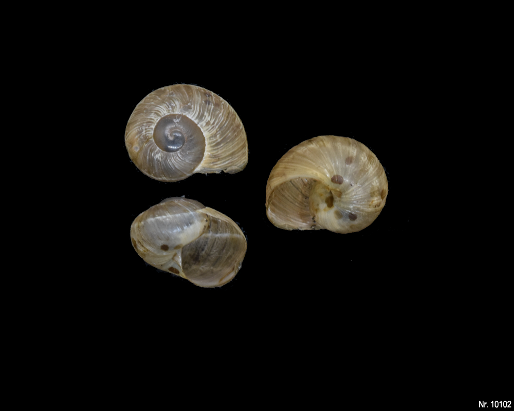 Cornu aspersum