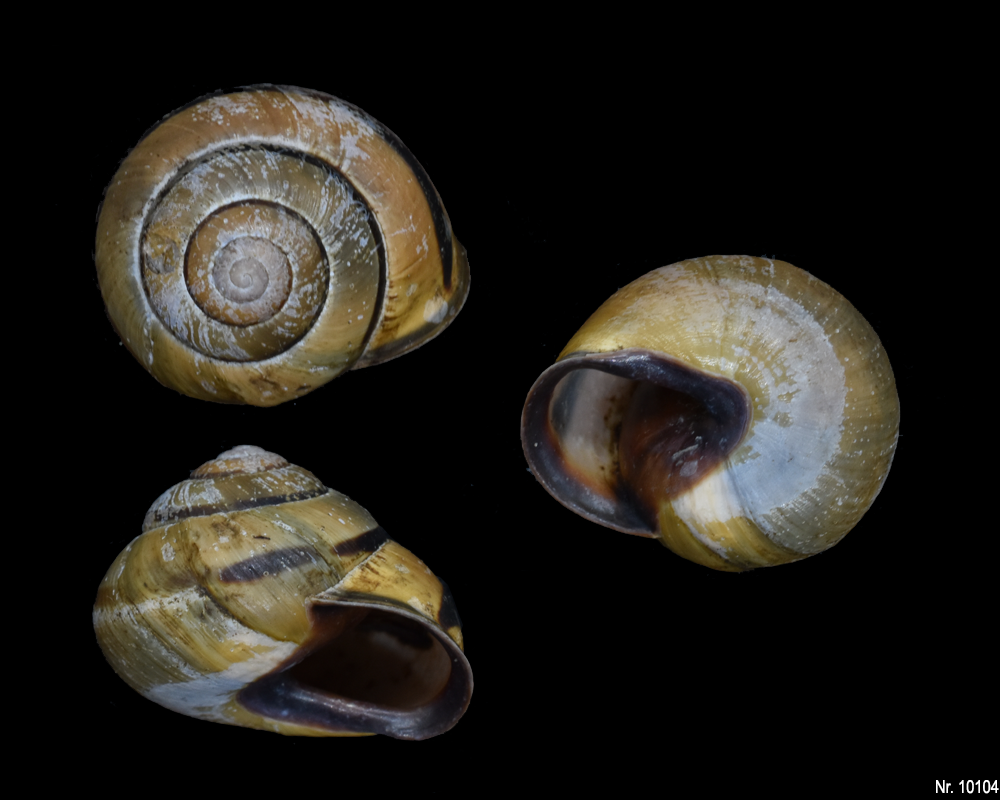 Cepaea nemoralis