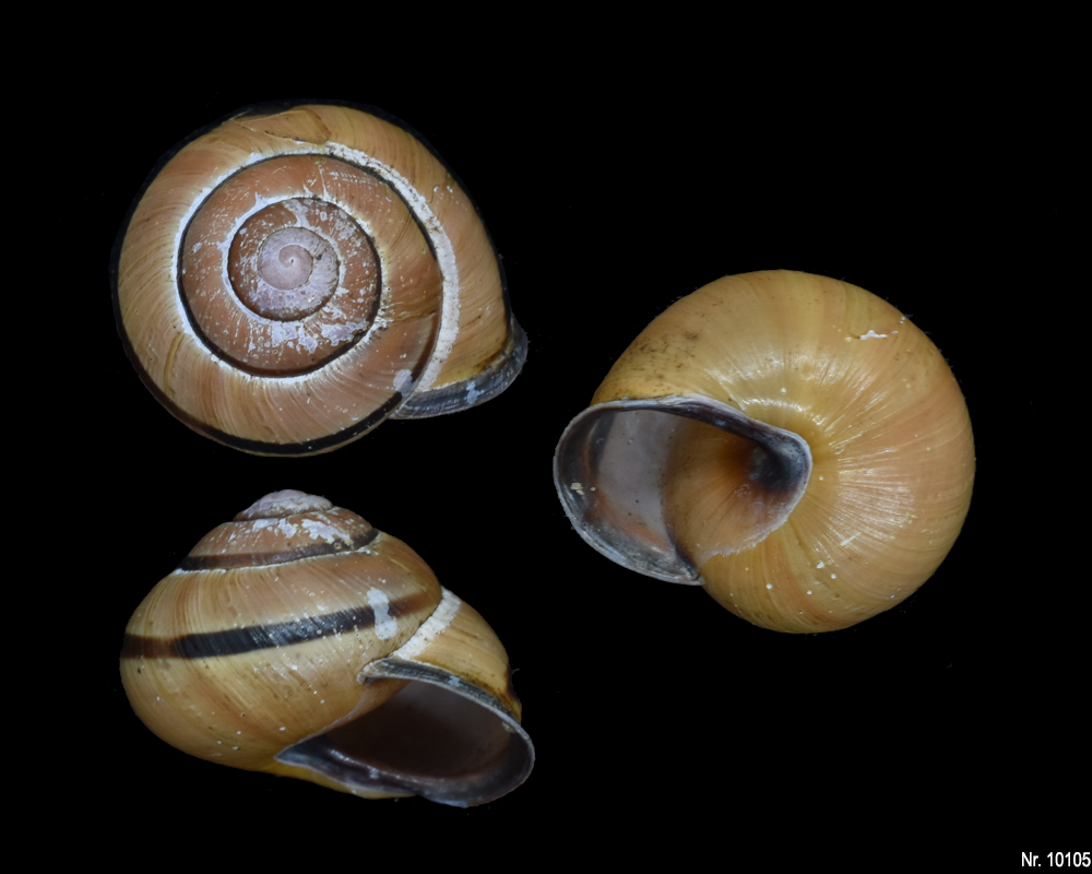 Cepaea nemoralis