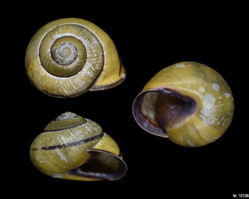 Cepaea nemoralis