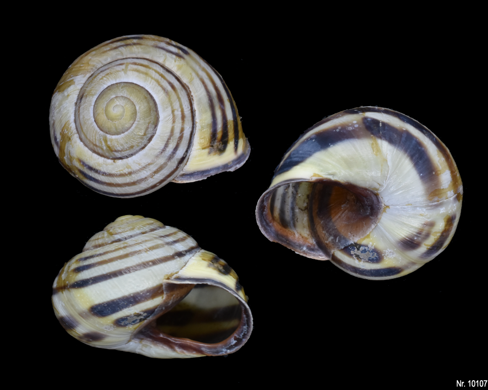 Cernuella virgata