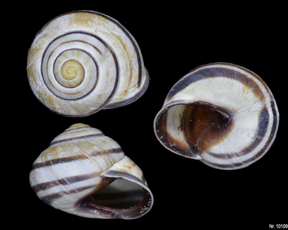 Cernuella virgata