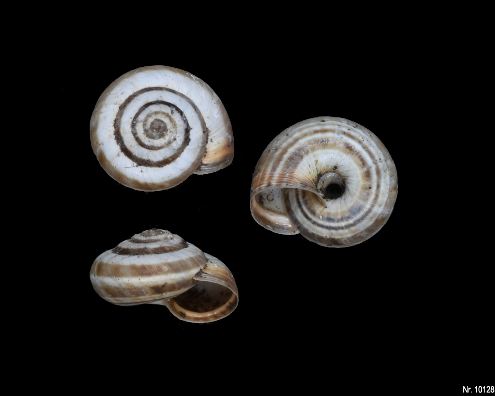 Cernuella aginnica