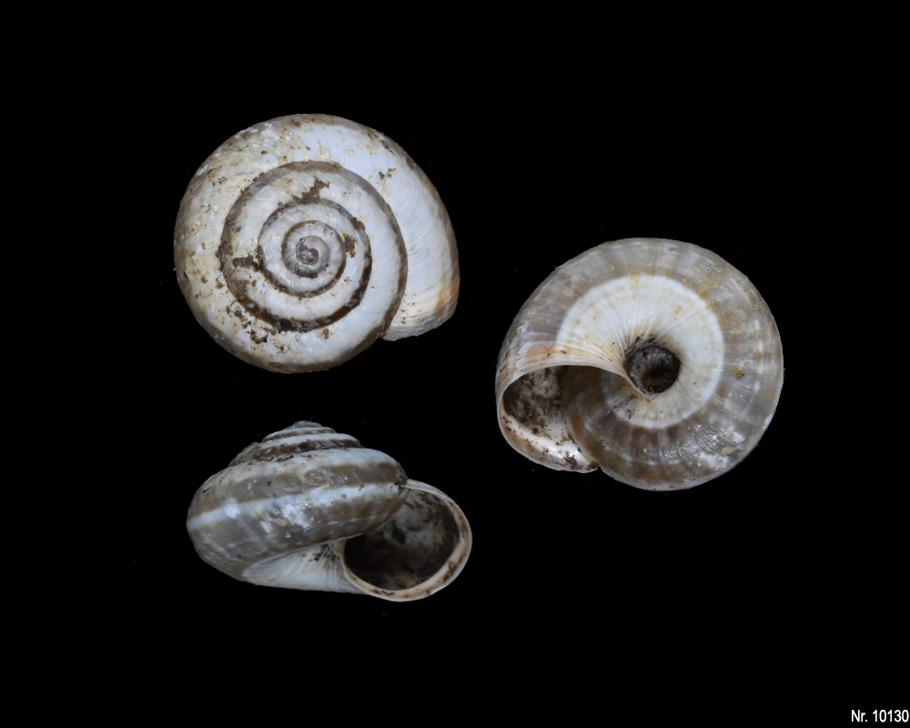 Cernuella aginnica