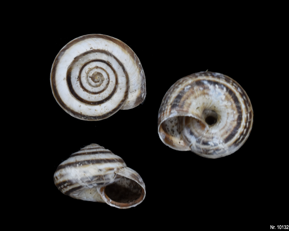 Cernuella aginnica