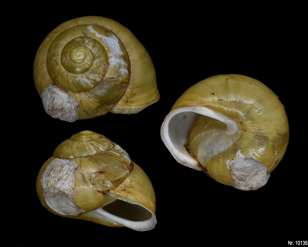 Cepaea hortensis