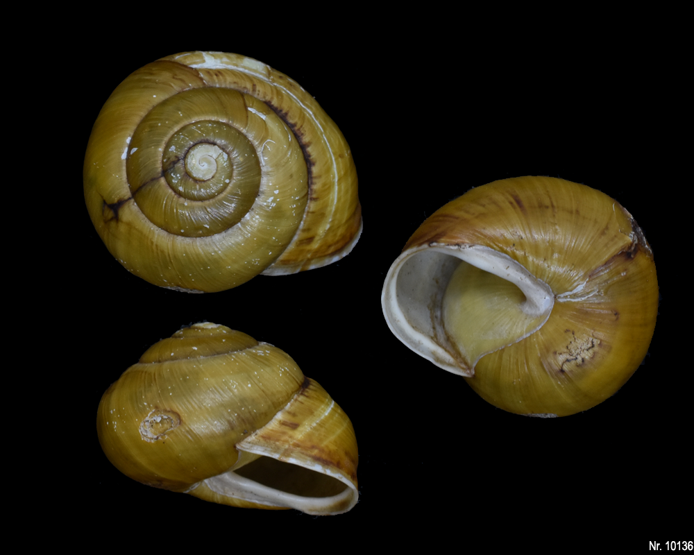 Cepaea hortensis