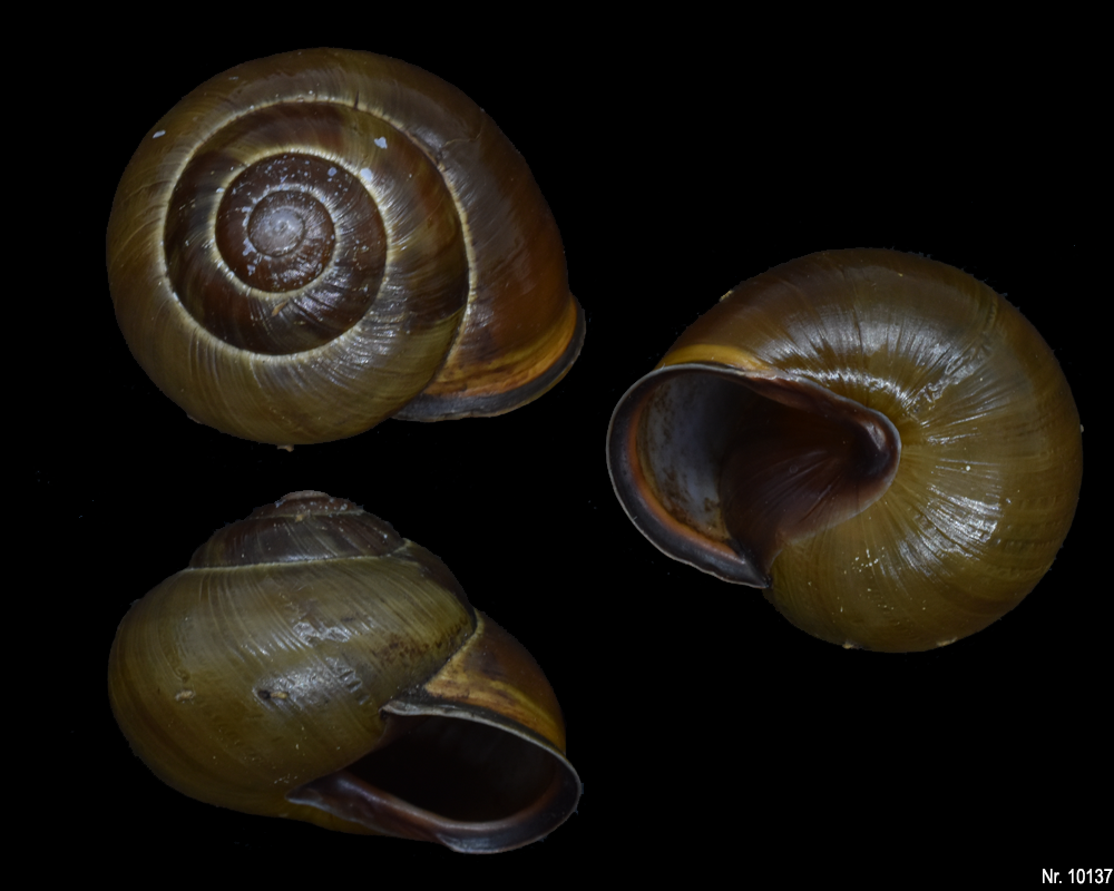 Cepaea nemoralis