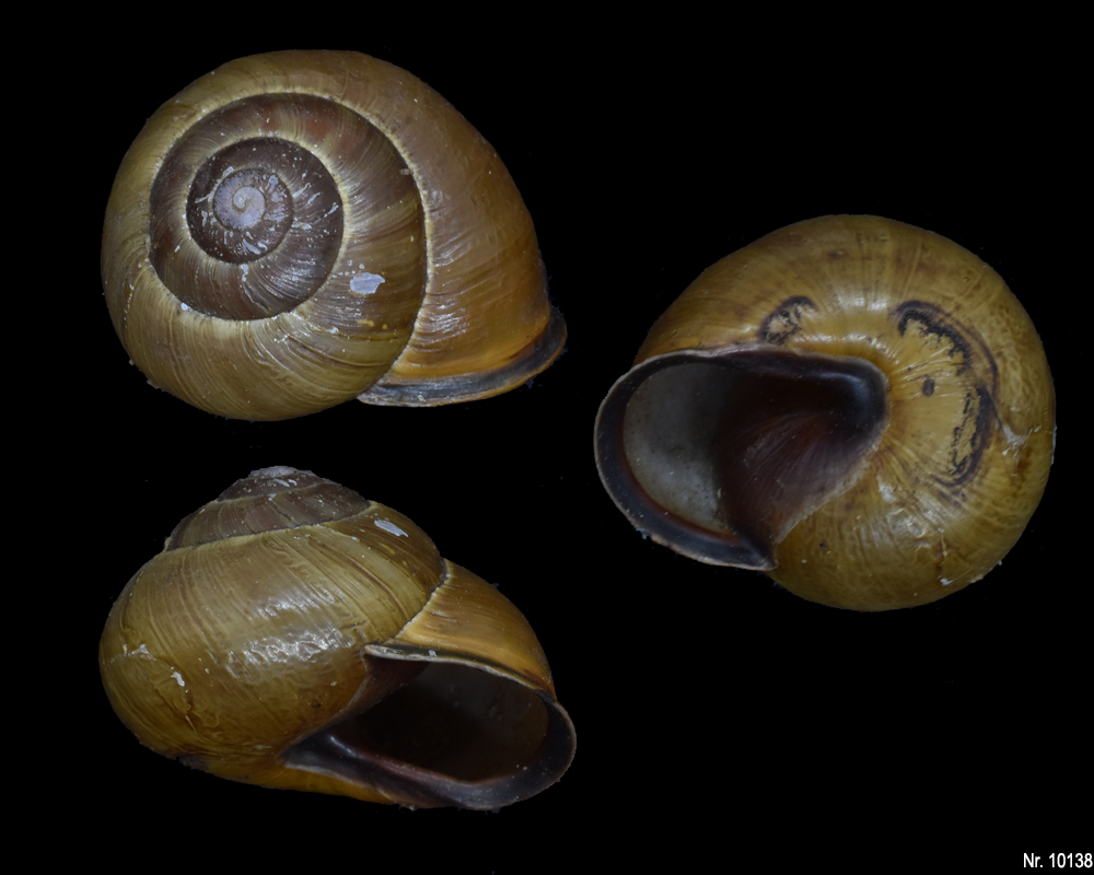 Cepaea nemoralis