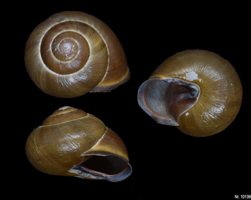 Cepaea nemoralis