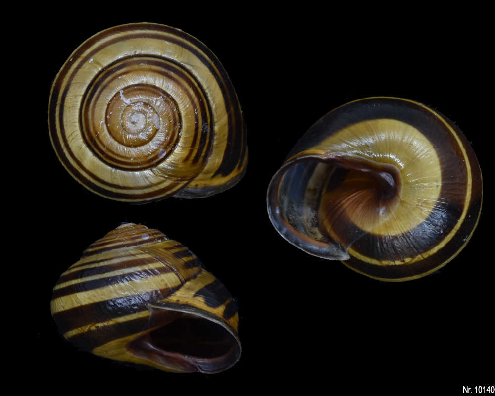 Cepaea nemoralis