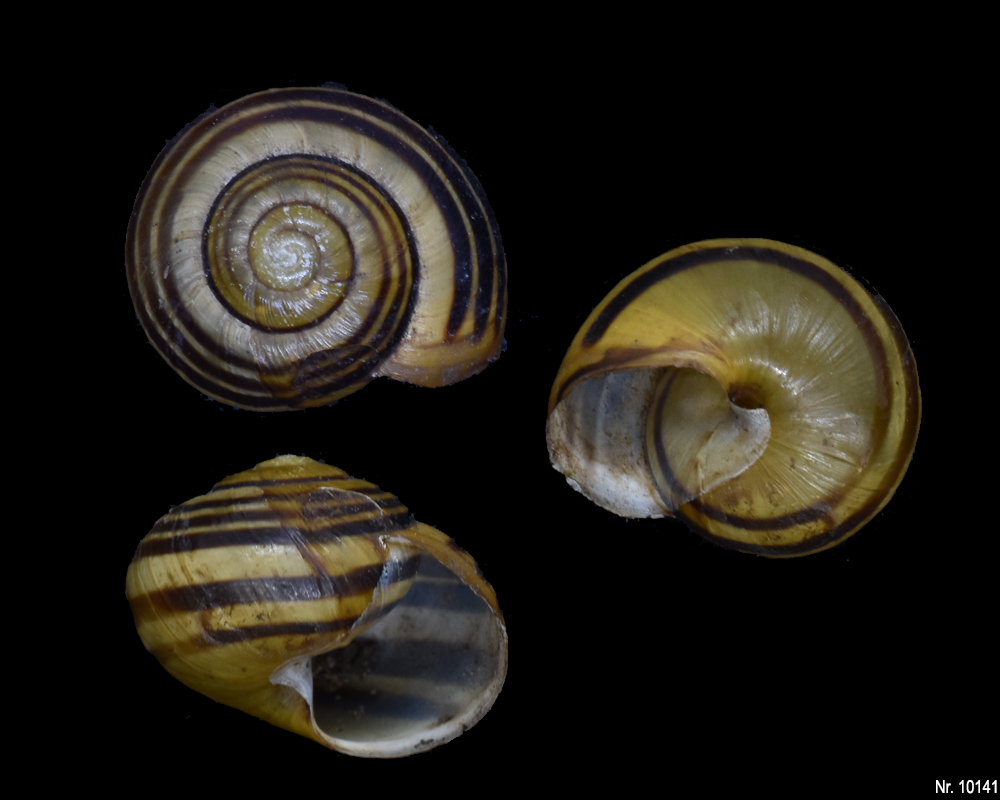 Cepaea nemoralis