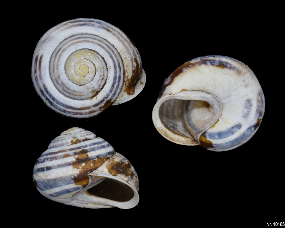 Cepaea hortensis