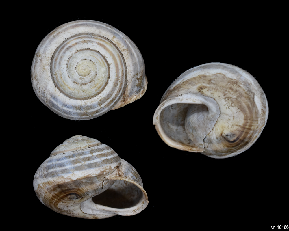 Cepaea hortensis