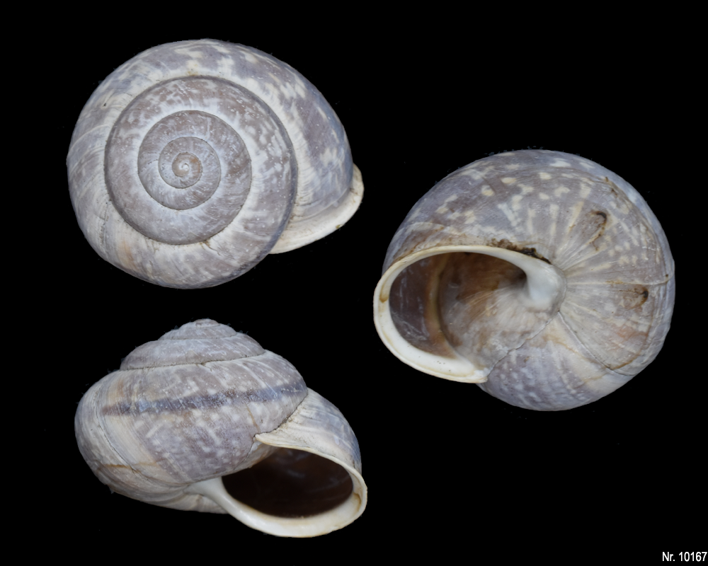 Cepaea hortensis