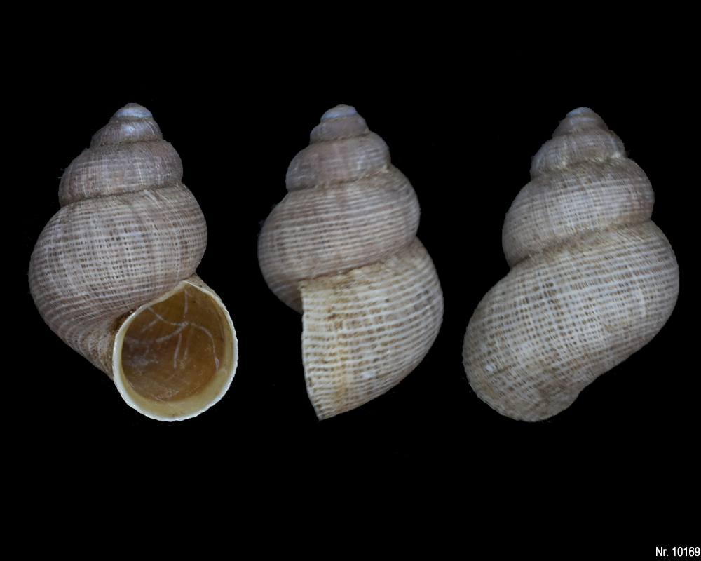 Pomatias elegans