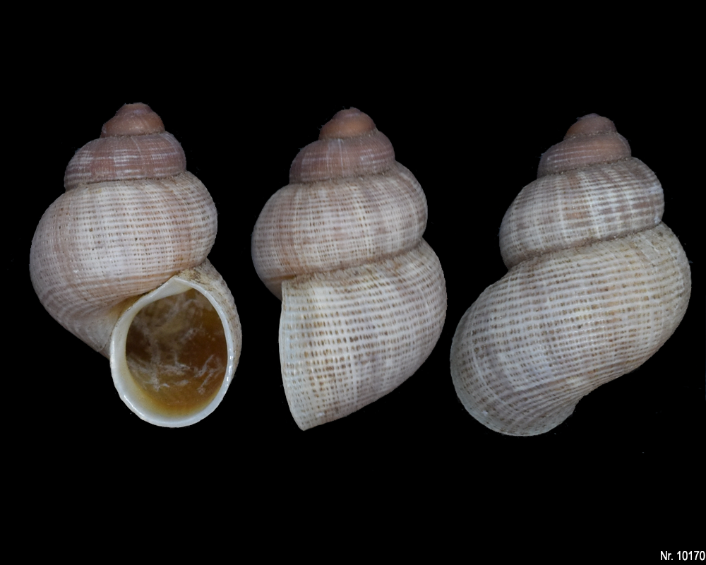 Pomatias elegans