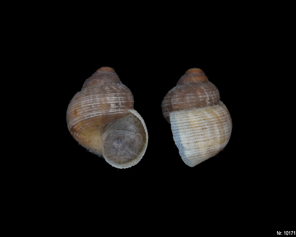 Pomatias elegans