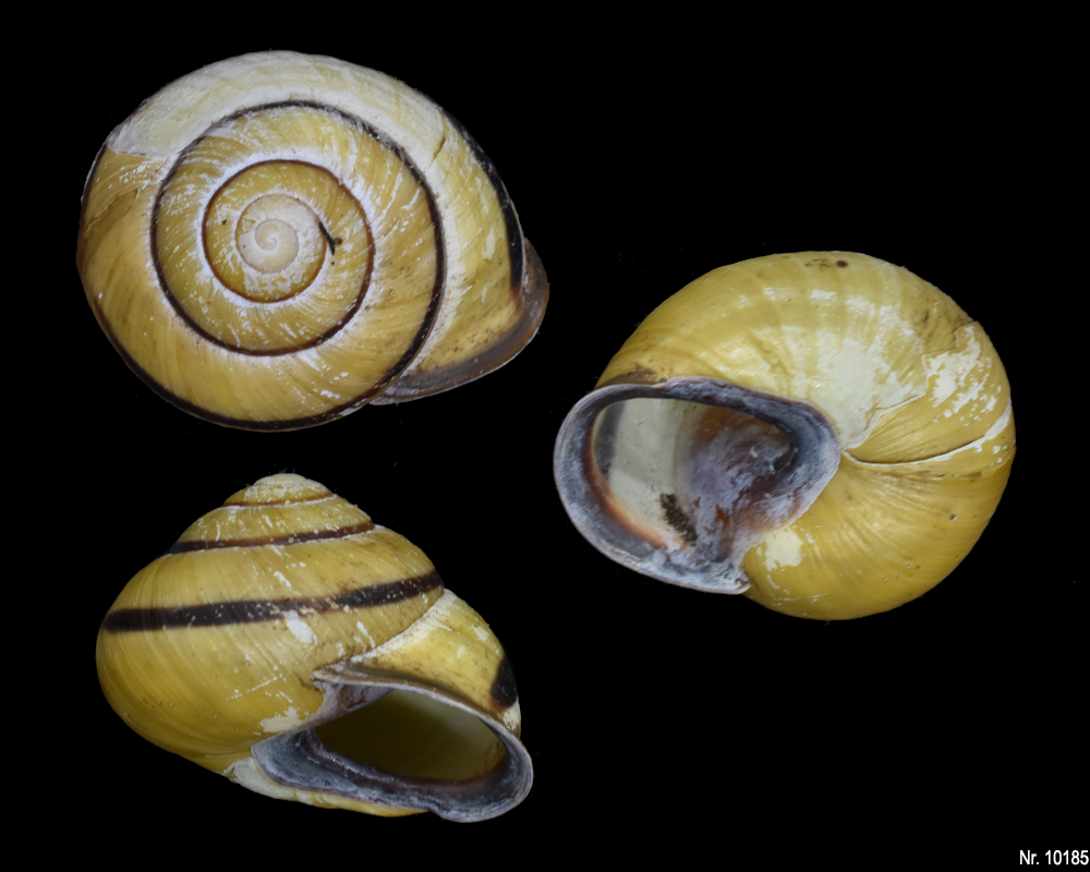 Cepaea nemoralis