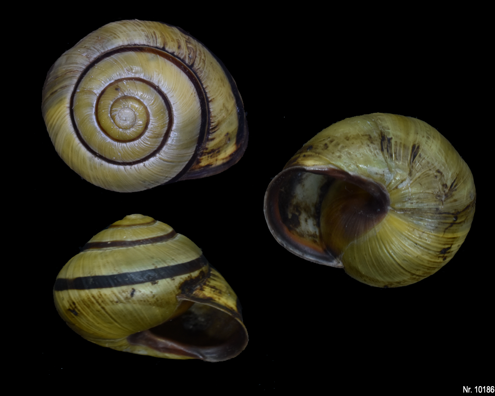 Cepaea nemoralis