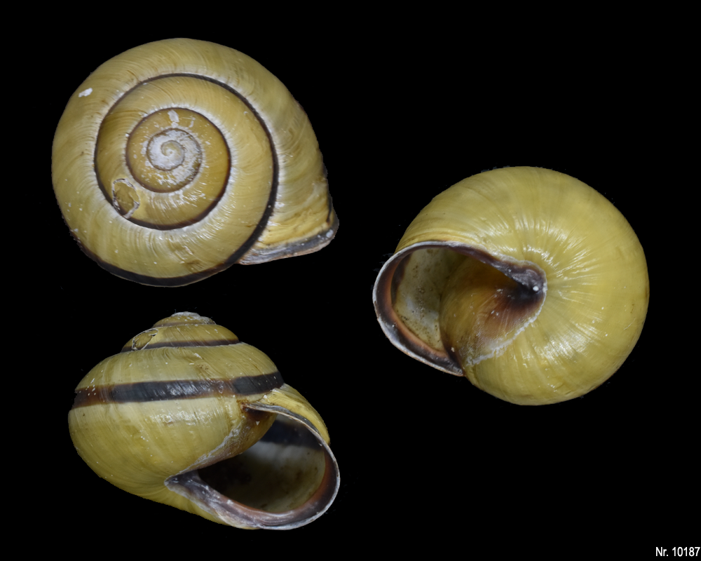 Cepaea nemoralis