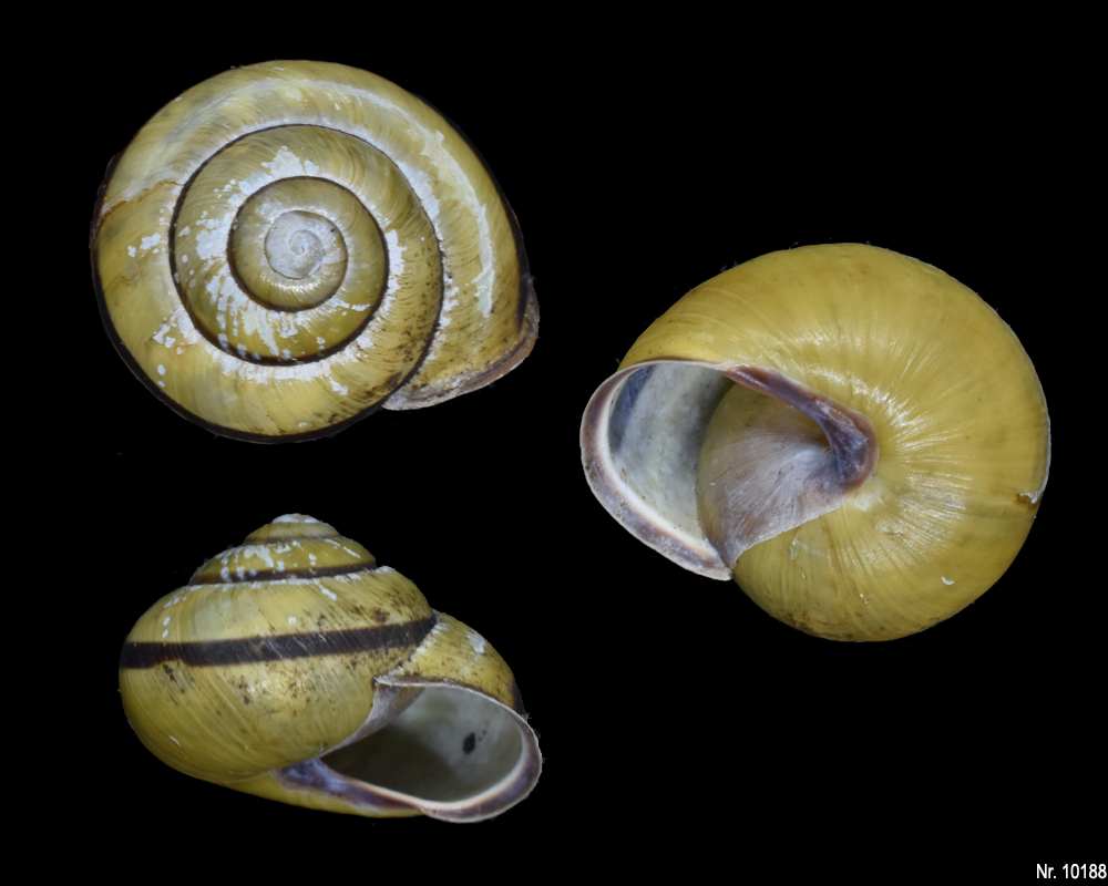 Cepaea nemoralis