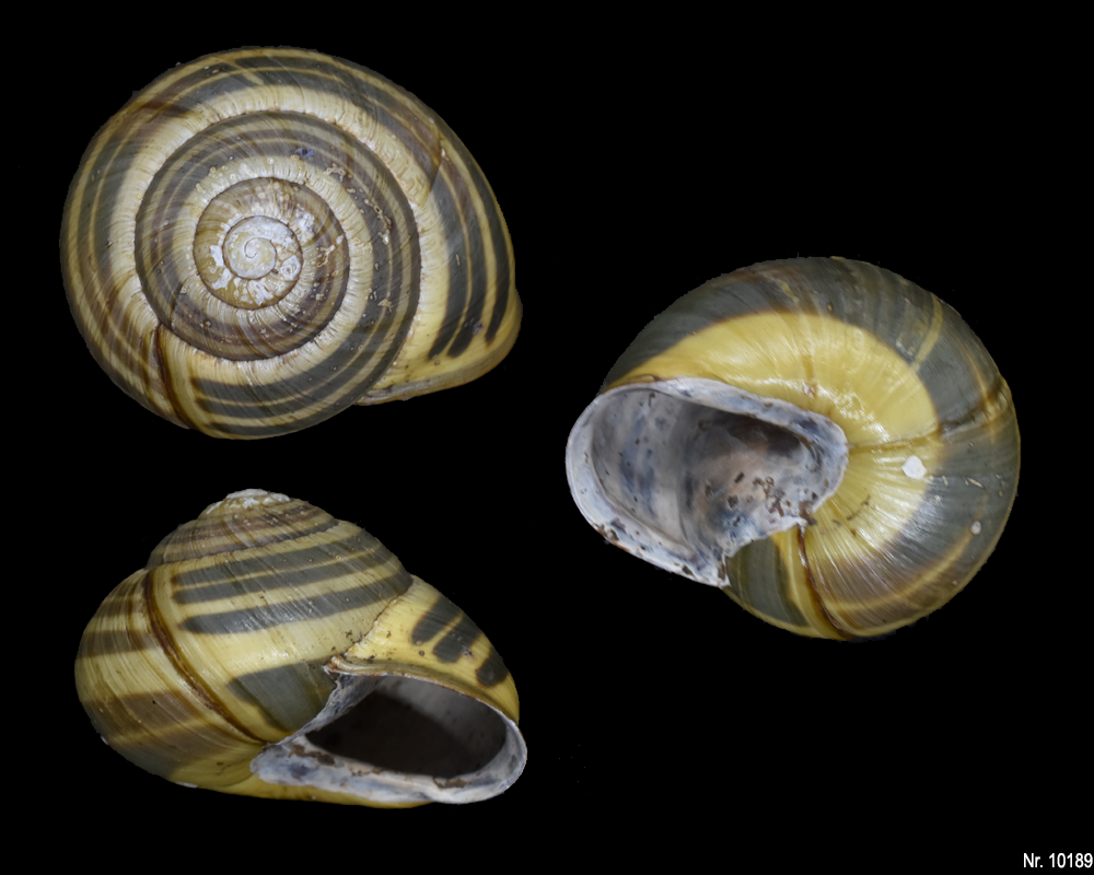 Cepaea nemoralis