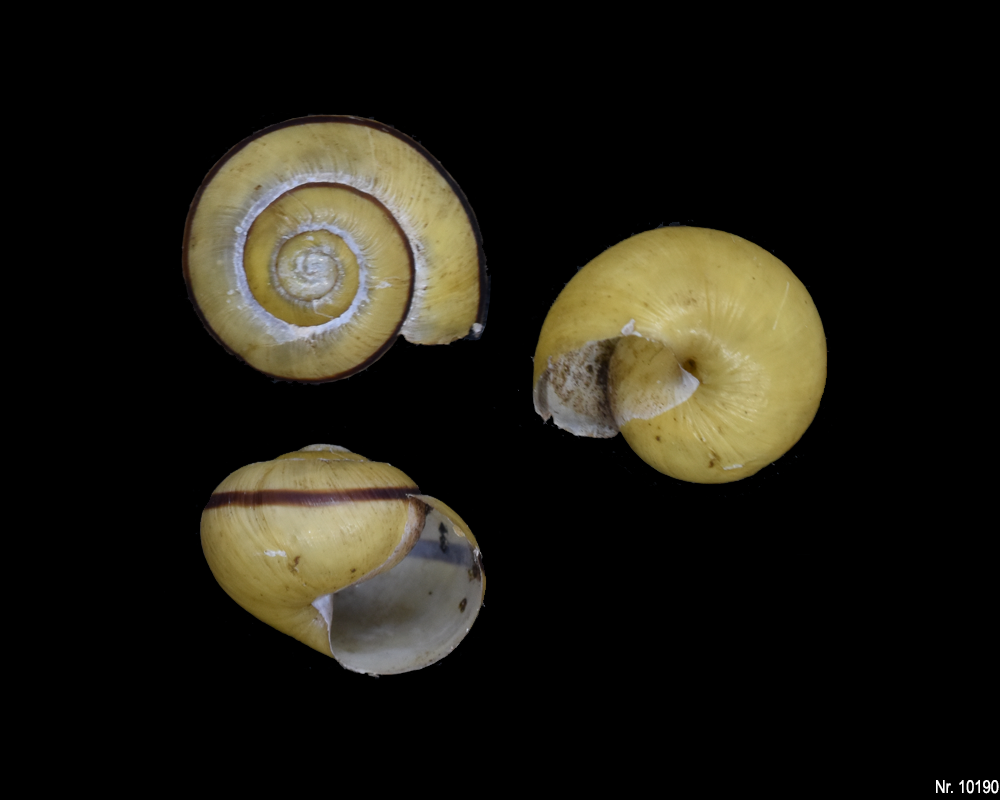 Cepaea nemoralis