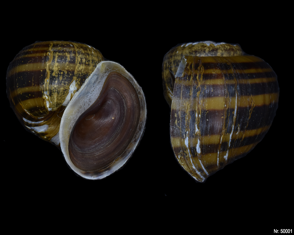 Pomacea glauca