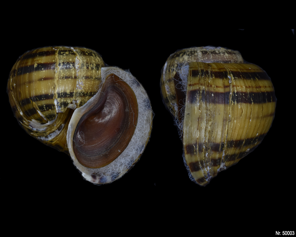 Pomacea glauca