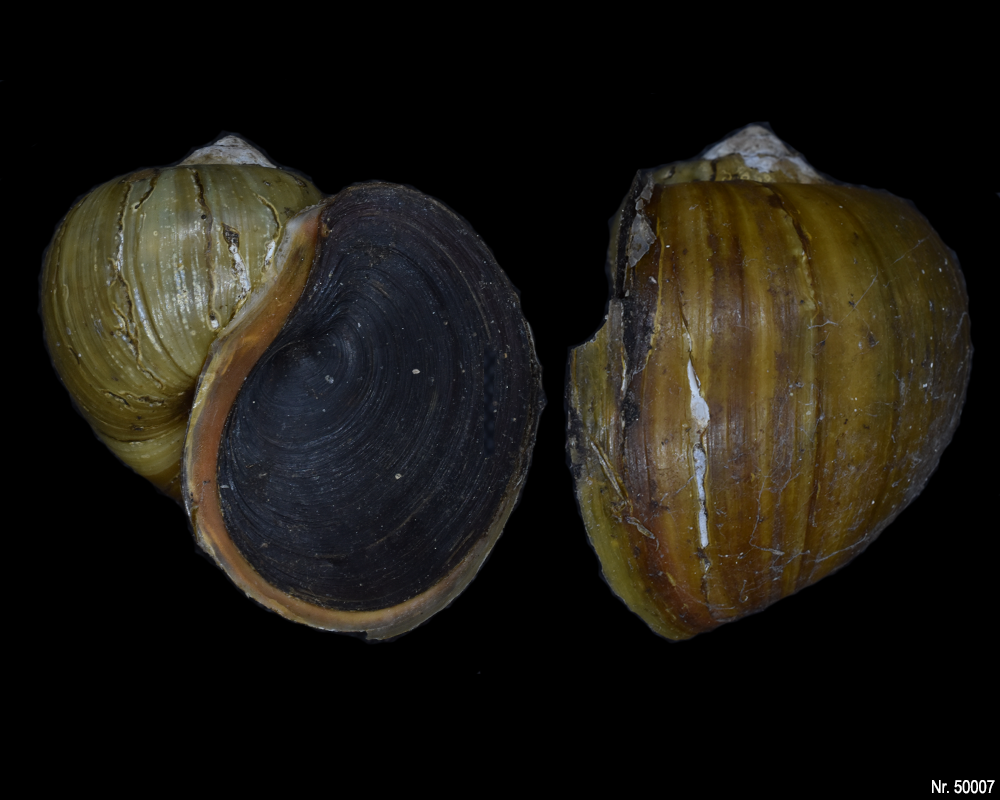 Pomacea canaliculata