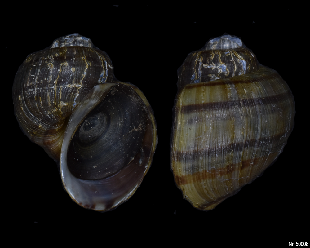 Pomacea bridgesi