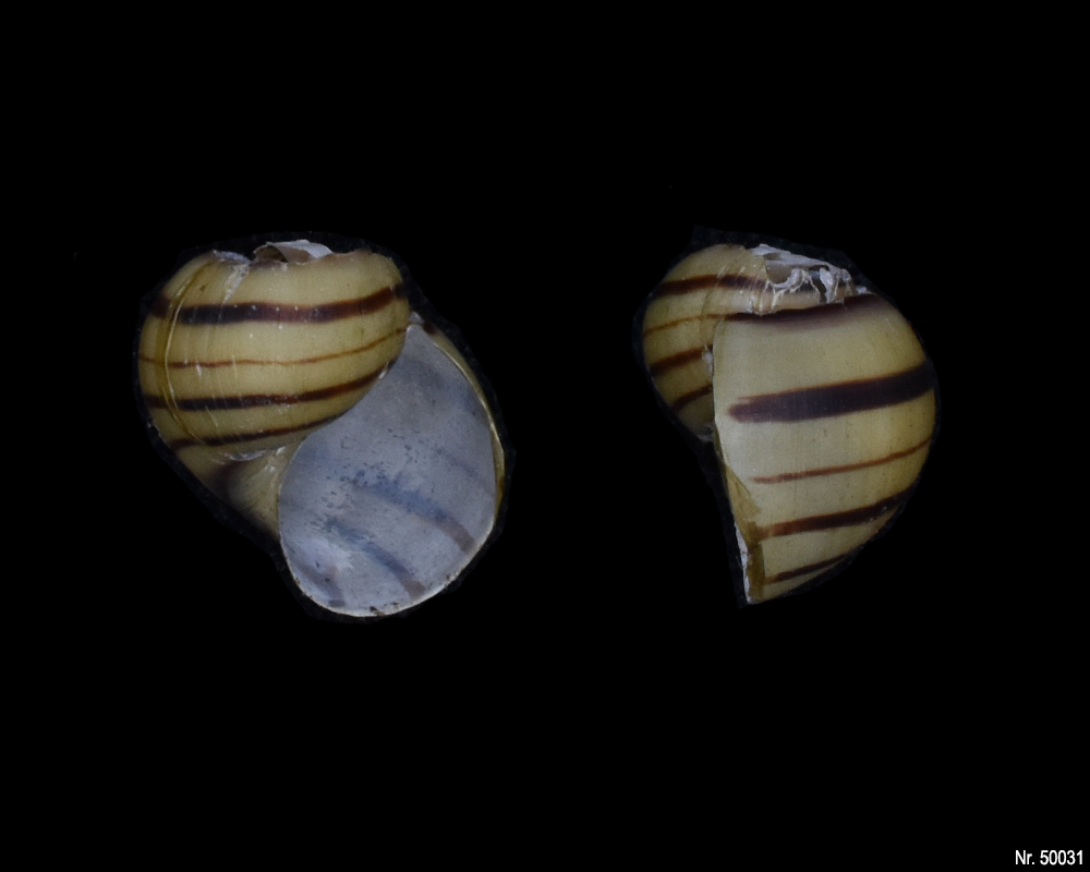 Asolene spixii