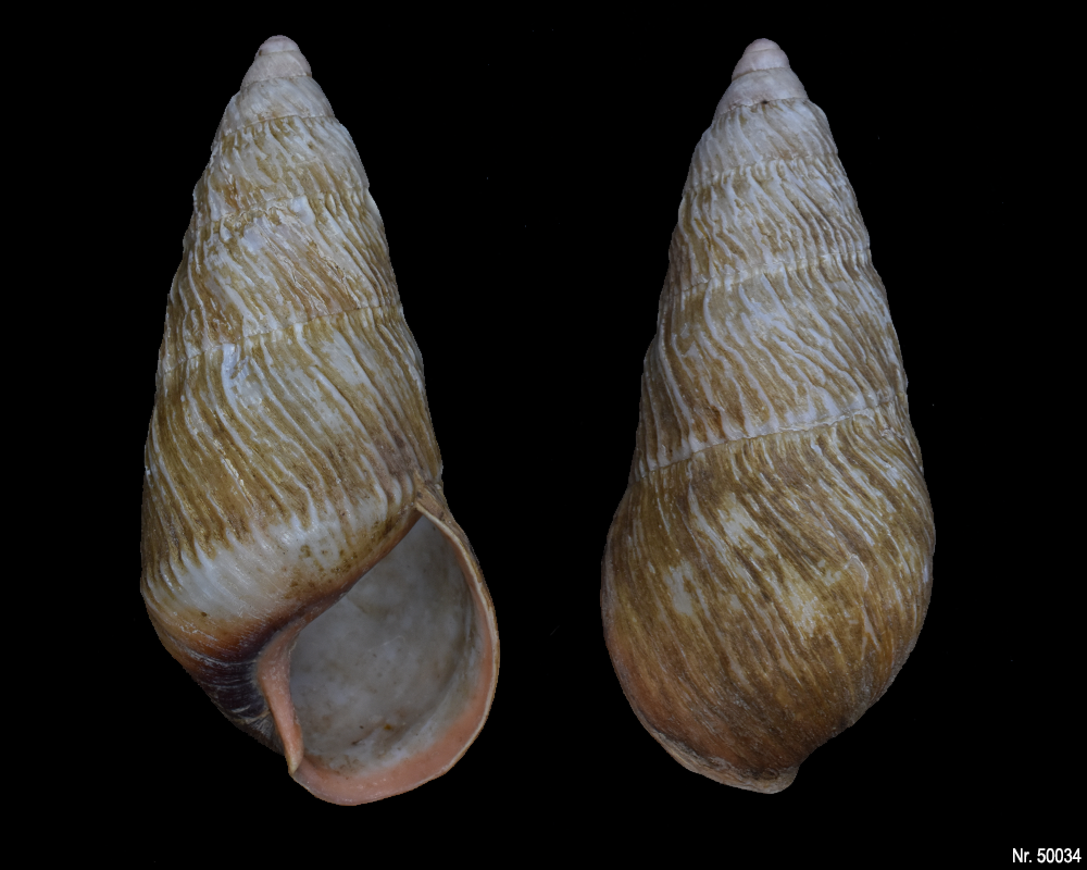 Pseudachatina leaiana