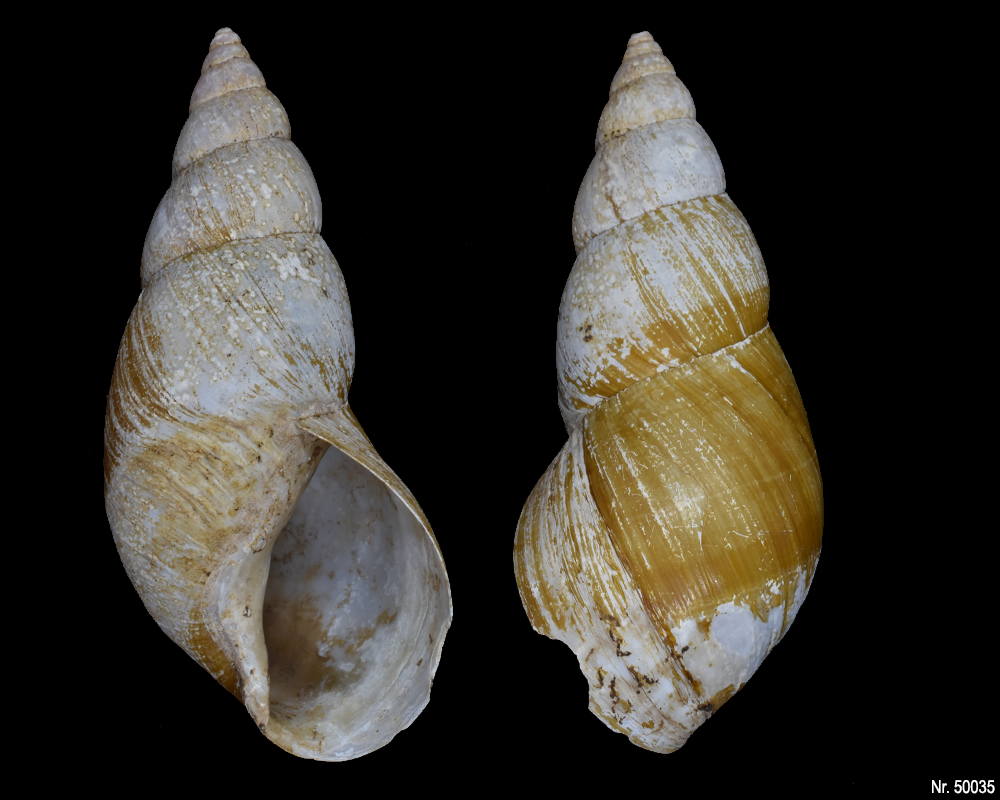 Lissachatina fulica rodatzi