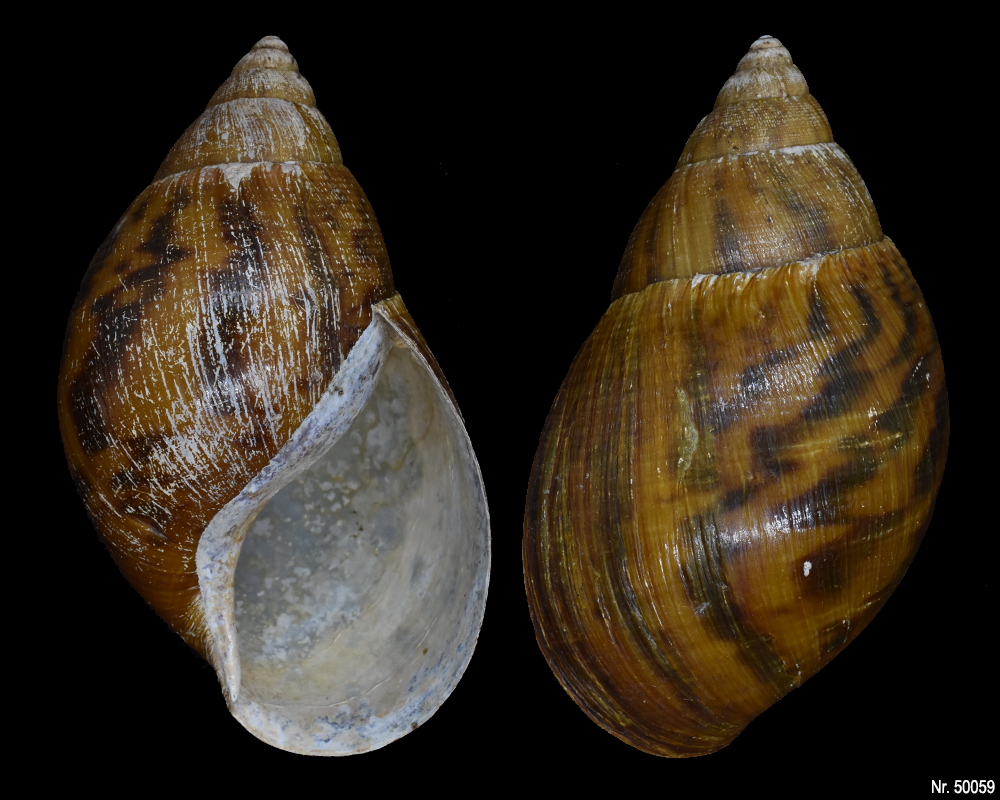 Achatina achatina