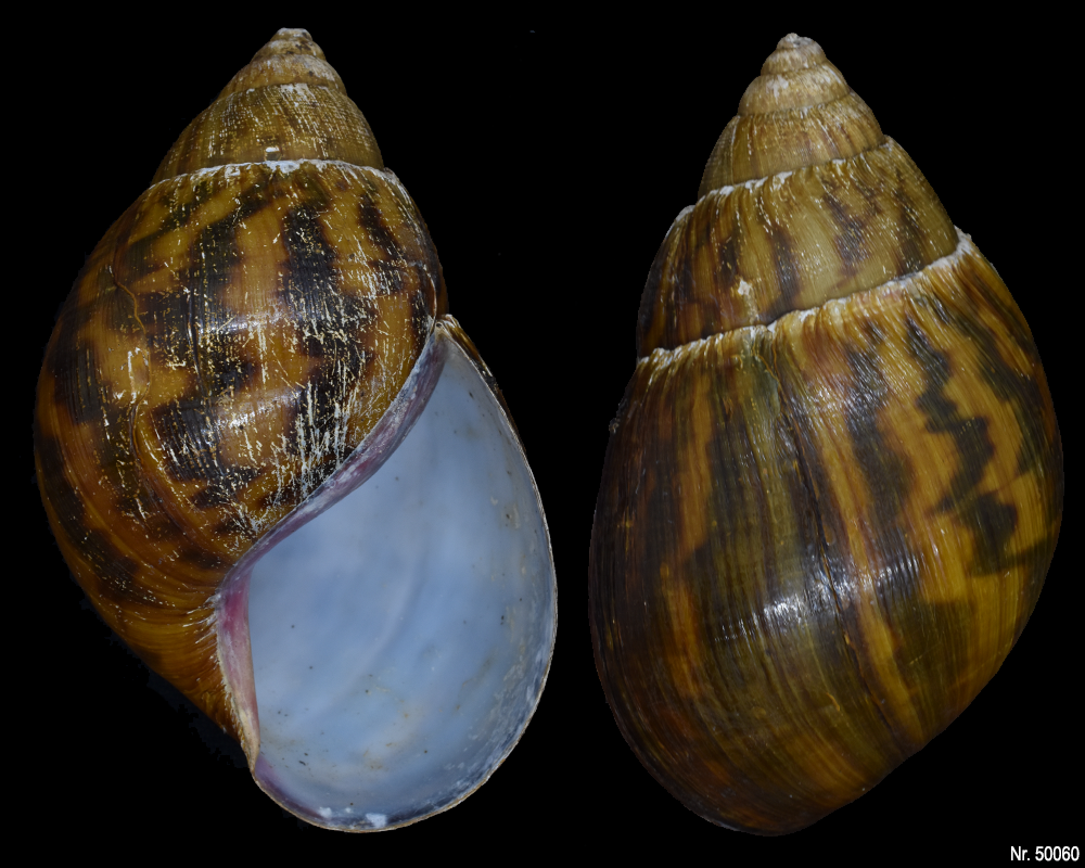 Achatina achatina