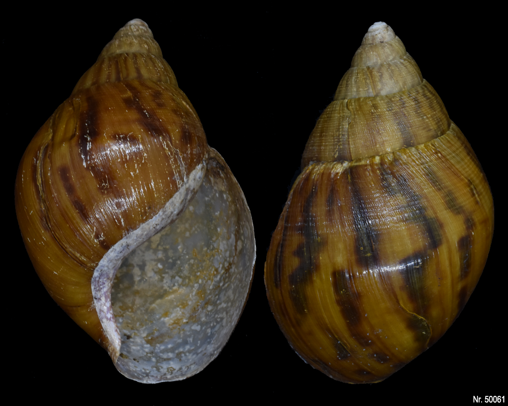 Achatina achatina