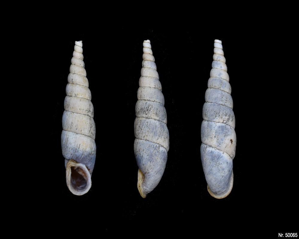 Phaedusa paviei