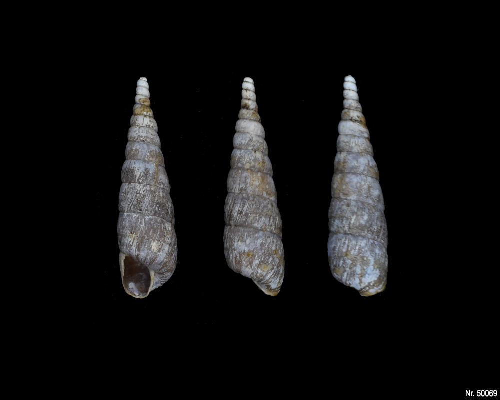 Phaedusa paviei