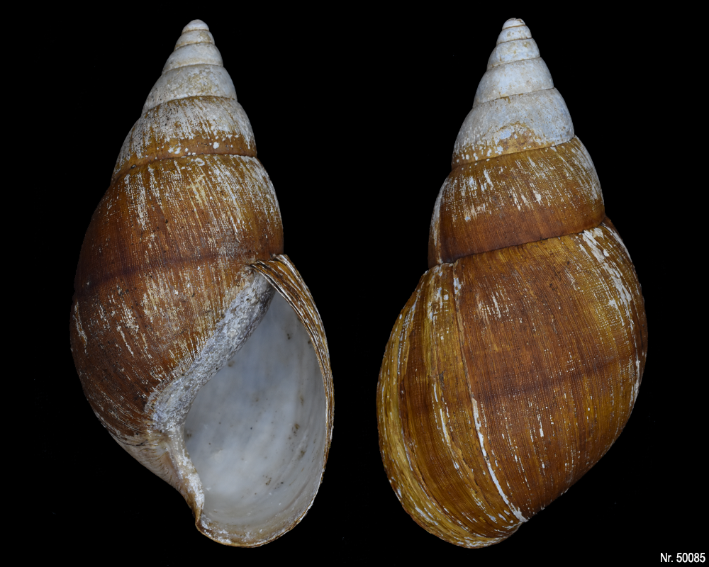 Achatina bandeirana