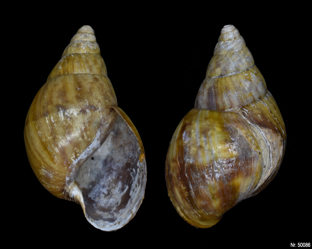 Achatina bandeirana