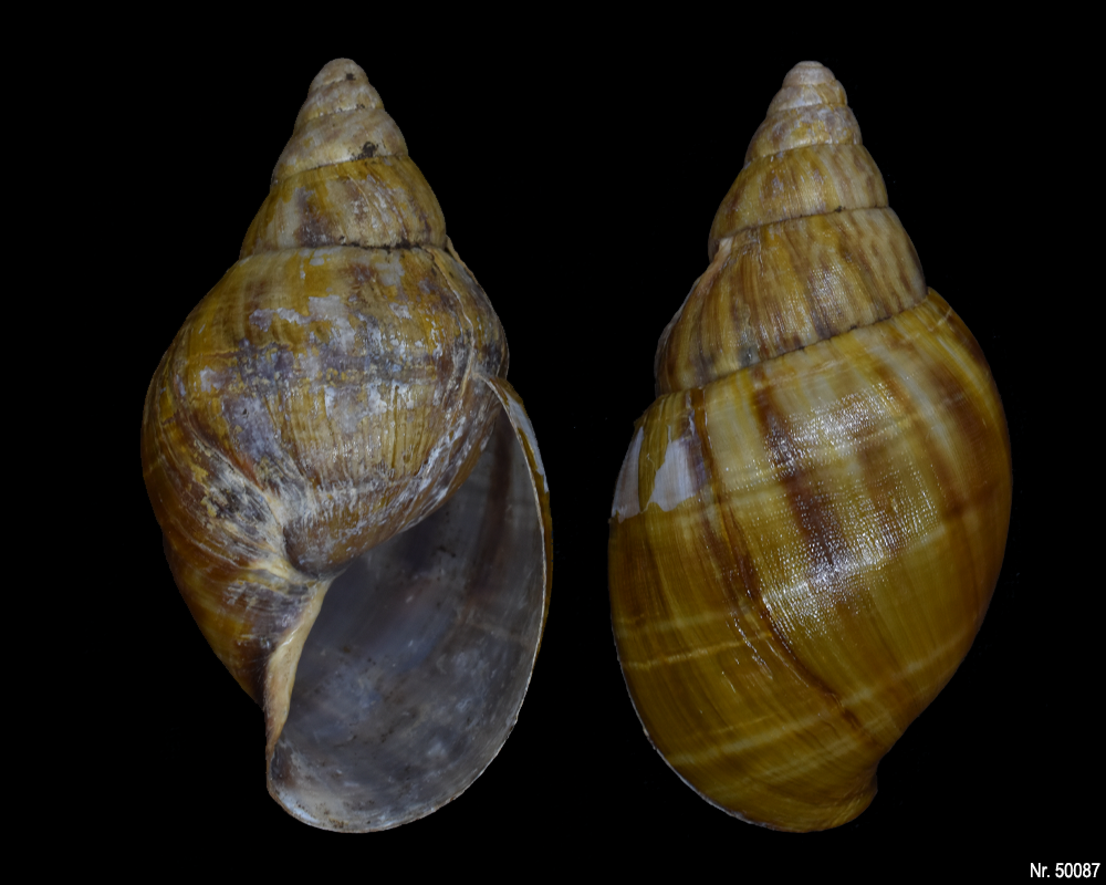 Achatina bandeirana