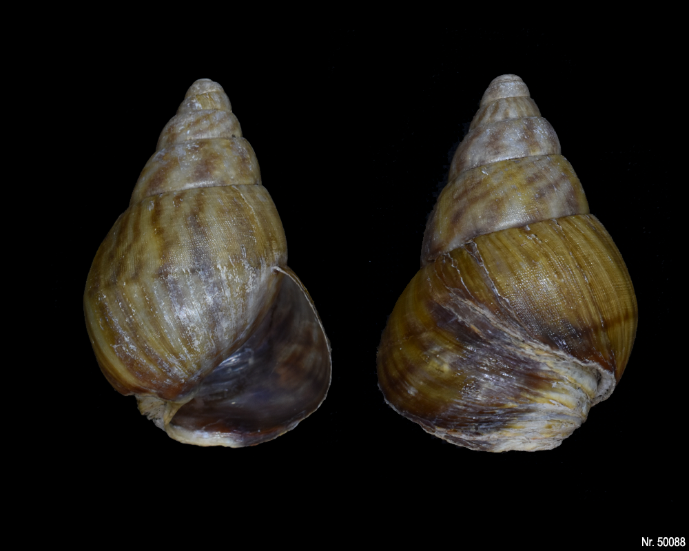 Achatina bandeirana